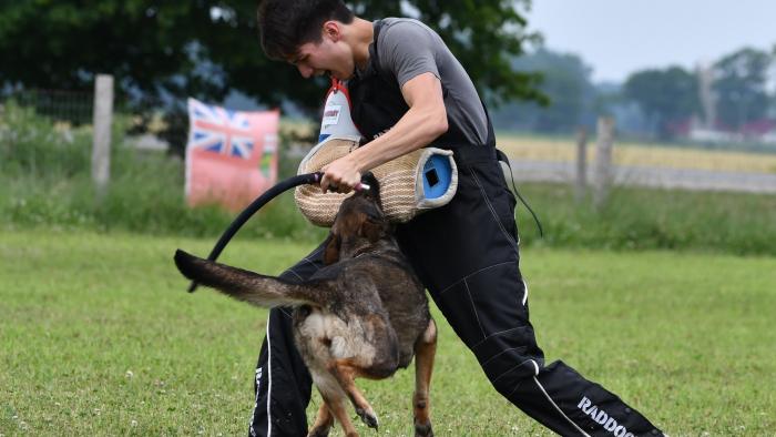 Schutzhund obedience training in sales drive